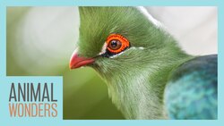 Turacos! Little Known Wonders Instructional Video