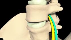 Why Does Pooping Feel 'Good?' Instructional Video