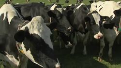 Dairy herd on farm News Clip