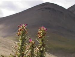 Reproduction and Diversity in Angiosperms Instructional Video