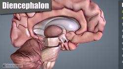 HST-AP Introduction to The Nervous System Instructional Video