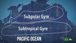 3 Times Scientists Did Weird Experiments With Rubber Ducks Instructional Video