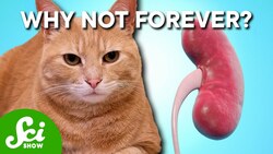 Can Cats Live Twice As Long? Instructional Video