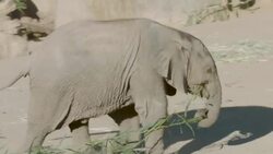 Why the Development of Baby Elephants Is Crucial To Their Survival Instructional Video
