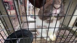 Pets or food? CT could allow farms to raise rabbit meat News Clip