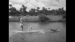 United States, c.1951: A woman standing on a paddleboard with her dog is pulled through the waters by a dolphin Stock Footage