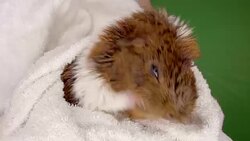 Guinea Pig Stock Footage