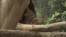 Aww! Mama and Baby Sloth Have Unique Feeding Behavior Instructional Video