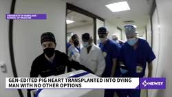 Genetically Modified Pig Heart Transplanted Into Human Patient News Clip