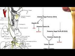 Cranial Nerve X - Vagus Nerve | Introduction + Origin from Medulla Instructional Video