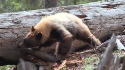 Bear Ripping Apart Log Instructional Video