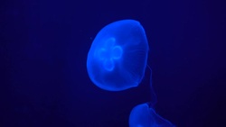 Blue jellyfish move in water, dark blue background. Stock Footage
