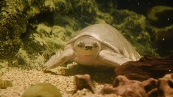 aquatic organisms Stock Footage