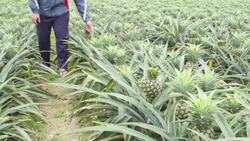 Producing Produce Instructional Video