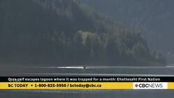 Orca calf swims out of lagoon after being trapped for a month News Clip