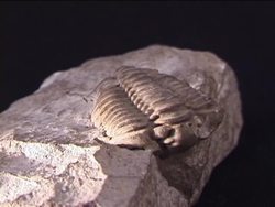 The Fossil Record and Evidence for Evolution Instructional Video