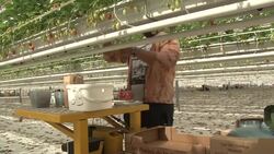 CLEAN : Coronavirus : French strawberries piling up at the source for lack of demand News Clip