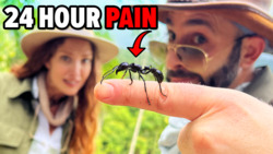 Bullet Ant Challenge - Will It Sting?! Instructional Video