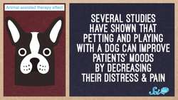 Why Does Pet Therapy Work? (It’s Not Just Cute Dogs) Instructional Video