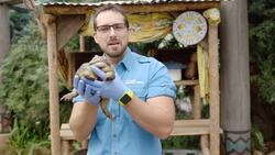 Pixie Frogs Require Attention But You Might Want to Wear Gloves When Handling Them Instructional Video