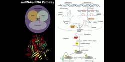 RNAi: Gene Regulation via miRNAs & siRNAs Instructional Video