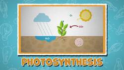 I WONDER - How Do Plants Make Food? Instructional Video