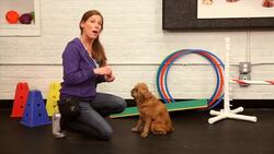 How to Teach Your Dog the High Five Trick Instructional Video