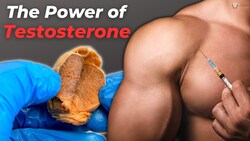 What Low Testosterone Does to the Body Instructional Video