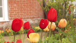 Lucy Worsley on The Death of Jane Austen: An overview of Jane Austen Instructional Video