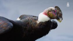 Majestic Skies, The Andean Condor's Flight Instructional Video