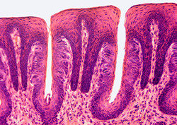 Receptor (Biolog.) Instructional Video