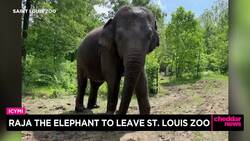Raja The Elephant to Leave St. Louis Zoo News Clip