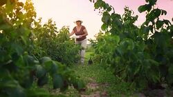 An elderly woman collects raspberries at sunset. Organic food. Stock Footage