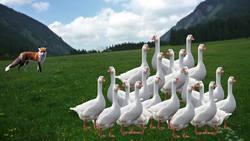 Der Fuchs und die Gänse - Märchen - Deutsch lernen Instructional Video