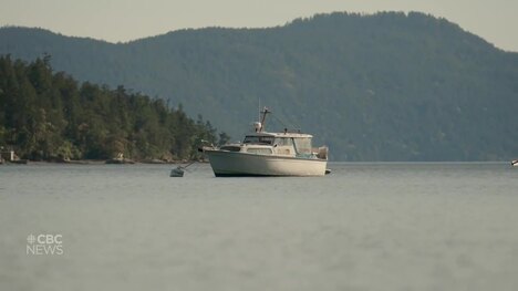 Eelgrass meadows: the coastal lifeline at risk | Planting Curiosity