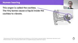 Hearing sound Instructional Video