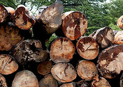 Ecosystem Management: Tropical Rainforests Instructional Video