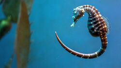 Unique Birthing Behaviors in Seahorses and Octopuses Instructional Video