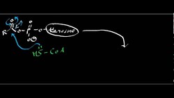 Fatty Acid Activation Instructional Video