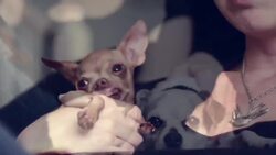 How to Calm Your Pets during Fireworks Instructional Video