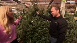 Be Well: How to Pick Out the Perfect Christmas Tree News Clip