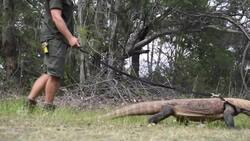 Zookeeper takes Komodo dragon on daily stroll News Clip