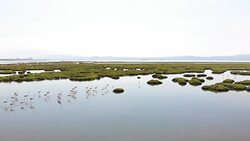 Flock of Flamingos Stock Footage