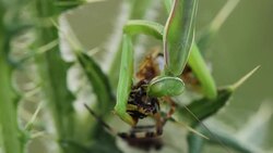 Mantis religiosa eating a wasp spider (Argiope bruennichi) Stock Footage