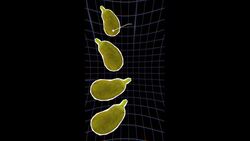 Don't Stand Under This Tree Instructional Video