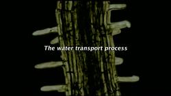 Xylem: Upward Water Movement in Plants Instructional Video