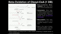 PUFAs: Beta-Oxidation of Oleic Acid (1 Double Bond) Instructional Video