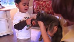 A Rescued Kitty Miracle Story! Instructional Video