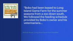 Long Island Game Farm responds to USDA report on Bobo the giraffe's cause of death News Clip