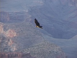 ¿Qué es un ave?: donde viven las aves Instructional Video